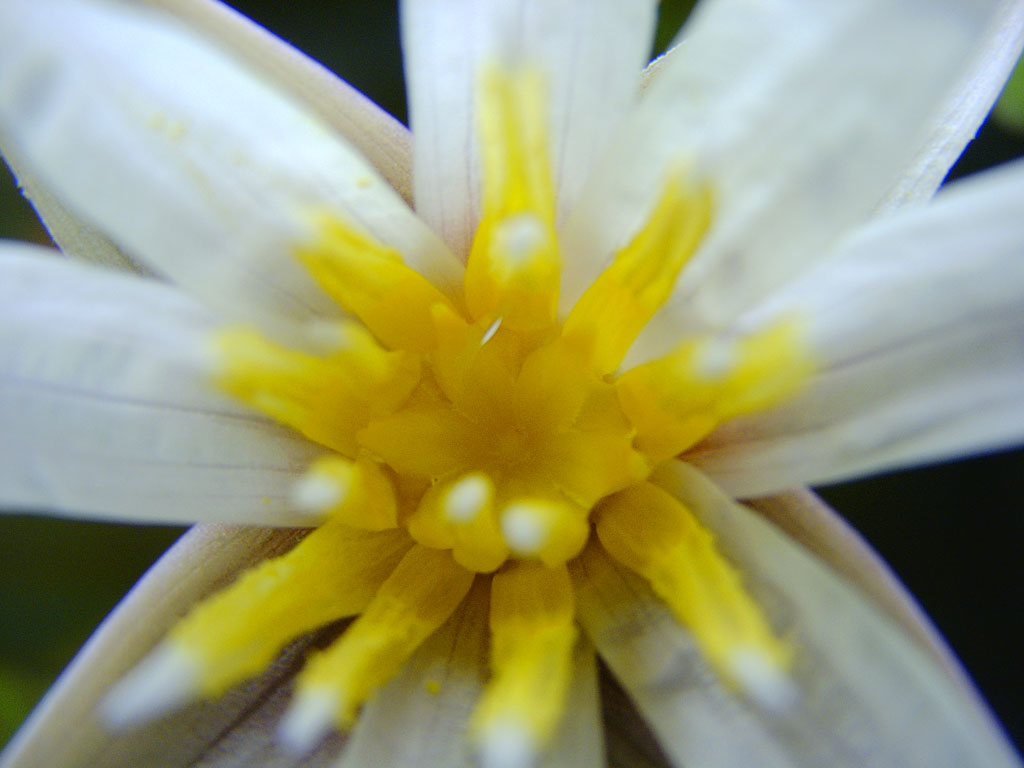 Nymphaea minuta Jan 17 05 Image016